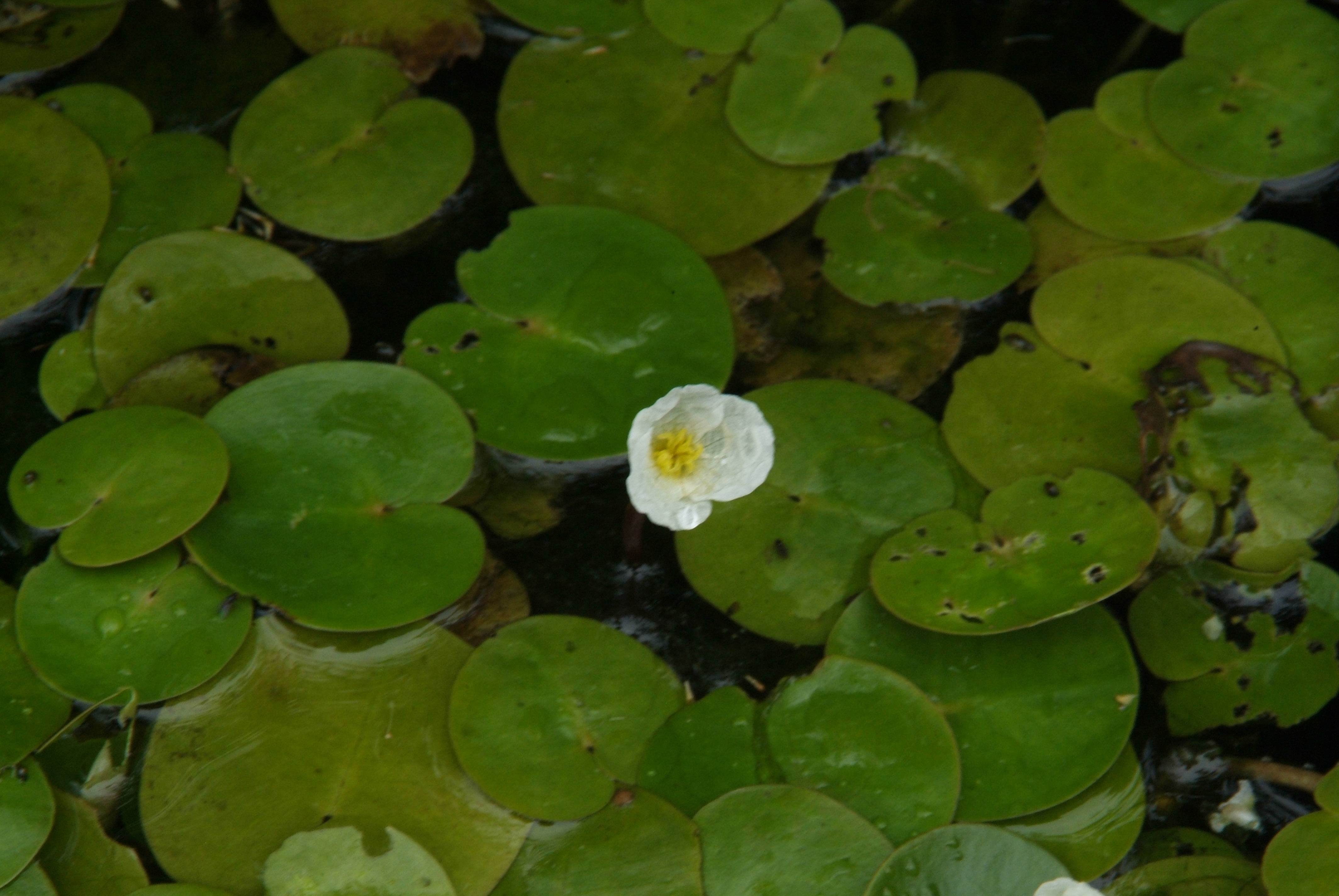 Hydrocharis morsus ranaeKikkerbeet bestellen